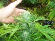 cannabis_096.jpg