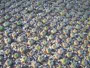 Big_peyote_garden.jpg