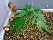 Shrooms_and_weed.jpg
