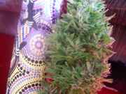 cannabis_110.jpg