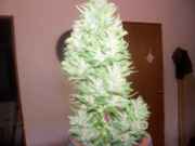 cannabis_111.jpg