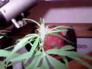 plant2.jpg