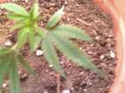 bud2.jpg