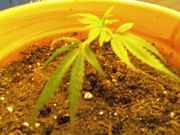 bud3.jpg