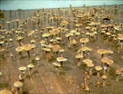Shrooms_growing_on_board_walk.jpg