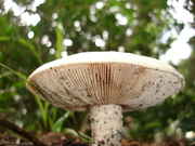 DSC02414.jpg