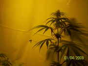 buds55_001.jpg