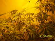 buds55_002.jpg