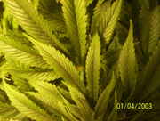 buds55_006.jpg