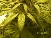 buds55_007.jpg
