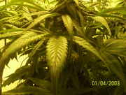 buds55_008.jpg