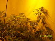 buds55_009.jpg