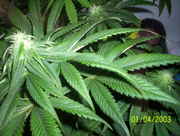 bud66_003.jpg