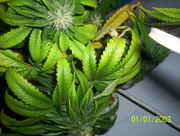 pot99_007.jpg