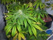 pot99_009.jpg