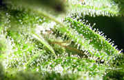 Hindu_Skunk_-_Super_Macro.jpg