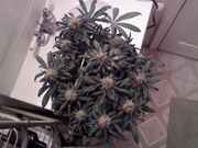 1120090253a.jpg