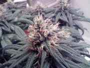 downsized_1120090259.jpg