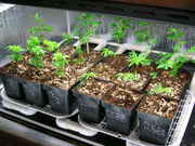 Day02veg.jpg