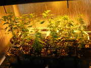 Day9veg-1.jpg
