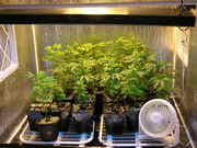 Day19veg-1.jpg