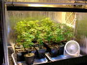 Day19veg-3.jpg