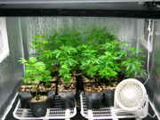 Day19veg-4.jpg