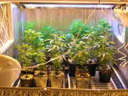 Day20veg-1.jpg