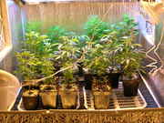 Day20veg-2.jpg