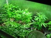 Day21veg-3.jpg