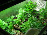 Day21veg-4.jpg