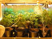 Day26veg-2.jpg