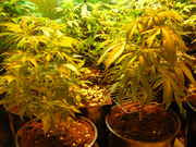 Day26veg-3.jpg