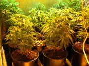 Day26veg-4.jpg