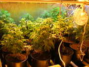Day26veg-5.jpg