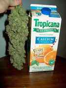 Bud_the_size_of_Tropicana.jpg
