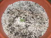 growiez_009.jpg