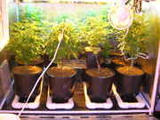 Day29veg-1.jpg
