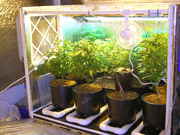 Day29veg-2.jpg