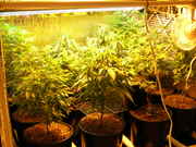 Day29veg-3.jpg