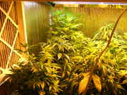 Day29veg-4.jpg