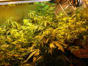Day29veg-5.jpg