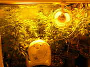 Day34veg-1.jpg