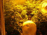 Day34veg-2.jpg