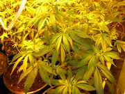 Day34veg-3.jpg