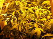 Day34veg-4.jpg