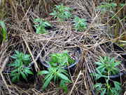 IMGP2285.jpg