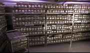Pounds_of_pot.jpg