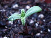DSC04436.jpg