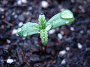 DSC04439.jpg